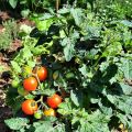Första tomaterna skördade!