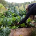 Nytt poddavsnitt vad gör vi med skörden