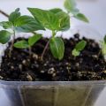 Chili 1a omplantering 2014