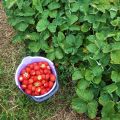 Jordgubbsrecept och tips i jordgubbstider