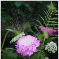 Ljuvliga astern Kingsize Appleblossom blommar[...]