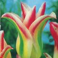 Botaniska världen