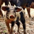 Ned med anti­biotikaanvändningen