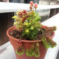 Dagens pelargon: Fir Tree Catkins