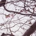 Snö och körsbärsblommor / La neige et des fleur[...]