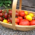 Tomatskörd och godaste tomatfonden