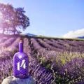 Lavendel och glögg??!!