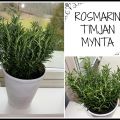 Nya färska kryddor till köket