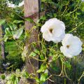 Giftfritt mot svartfläckssjuka