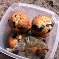 Blåbärsmuffins
