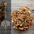 Superfoods: Korallticka (Maitake)
