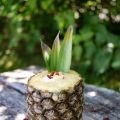 Ananas smoothie - Pineapple Smoothie