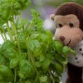 7 krydder du må ha til italienske oppskrifter