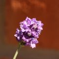 Lavendelskorpor