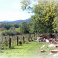 Leta tomt i Toscana...