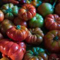 Mina värsta tomatproblem