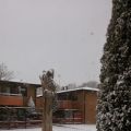 Snö och Blomkålsplättar