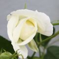 Pinsamma mamman