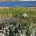 Hälsö