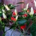 Chiliplaner