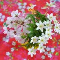 Plocka blommor!