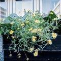 Shungiku - en ätbar chrysantemum