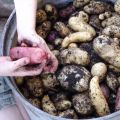 Hjälp vi fick inte upp all potatis