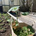 Plantering