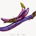 Aubergine från  Alla fingrar gröna