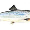 Hur ska fisken tillagas?