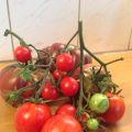 enkel tomatsallad