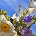 MISS-sommar!